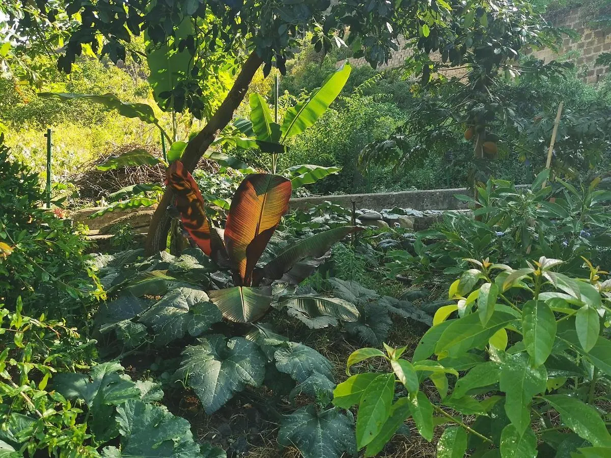 Eco Finca In Paradise Valley Azuaje Firgas 0*,
