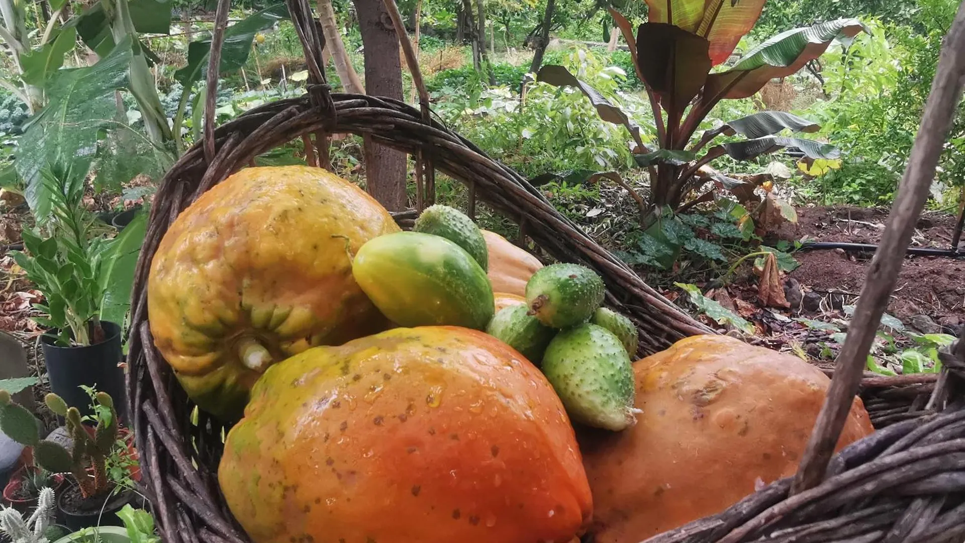 Prázdninový dům Eco Finca In Paradise Valley Azuaje Firgas